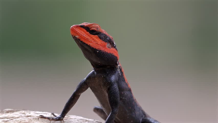 Photo of Peninsular rock agama