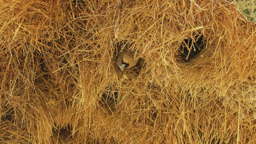 A sociable weaver bird looks out of its nest tube in the communal nest made of dry grass and flies away. Several other nest tubes are visible.