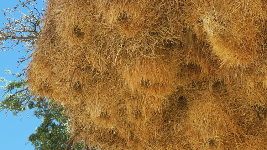 Large communal nest of Sociable Weaver birds against a blue sky. Several birds are currently building the nest and flying in and out. Shot from below.