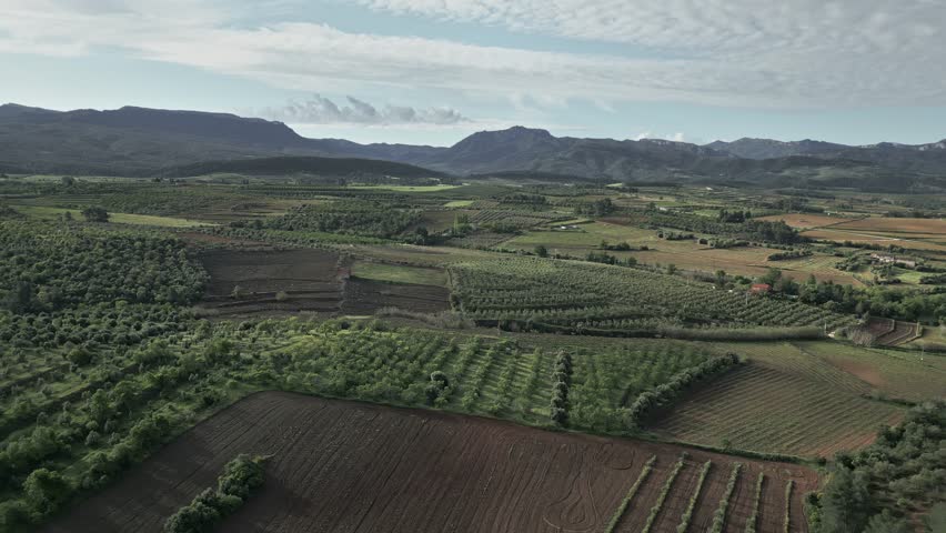 Natural park landscape with vineyards and olive groves in priorat region, catalonia, spain, features agricultural fields and mountain range under a cloudy sky