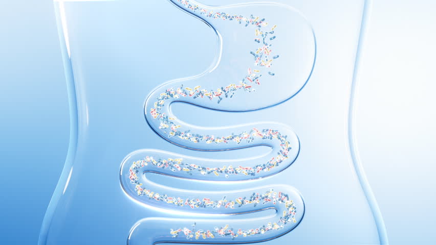 Probiotics Prebiotics Intestinal Lichen Spores Digestion and Decomposition