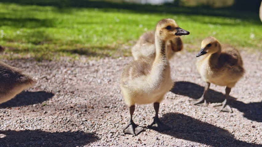 Charming little goslings waddle and play outdoors in the sunshine, displaying their undeniable cuteness and unending curiosity while foraging in a peaceful park setting