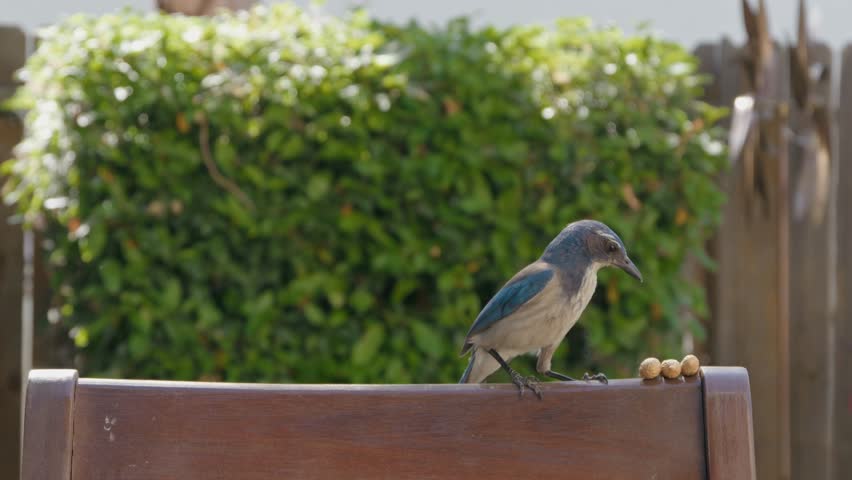 A California scrub-jay guards its stash of three acorns on a sunlit railing, framed by vivid greenery
