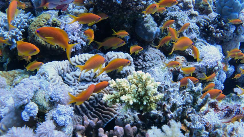 Colorful fish swim among coral reefs in a mesmerizing underwater seascape
