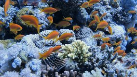 Colorful fish swim among coral reefs in a mesmerizing underwater seascape - Powered by Shutterstock - Get 15% off with code: PIKWIZARD15