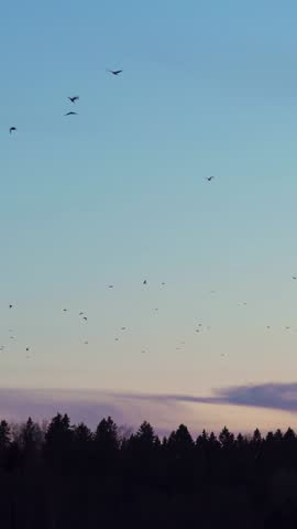 Flock of birds in the sky at dusk