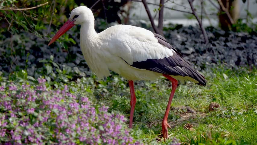A slow-motion, side-view of a white stork (Ciconia ciconia) walking in a flowering meadow on a clear sunny day, with blurred background