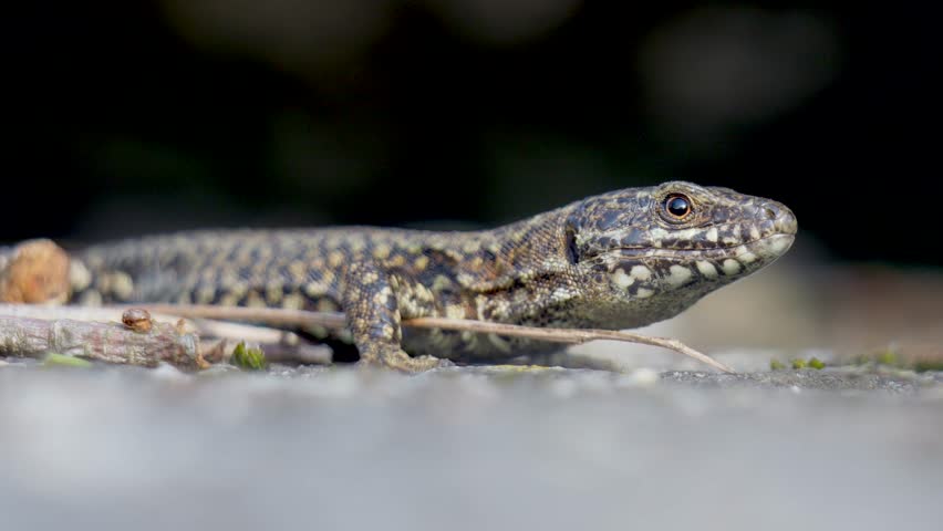 A shallow focus footage of a common wall lizard (Podarcis muralis) basking on the woods ground on a sunny day, with blurred background