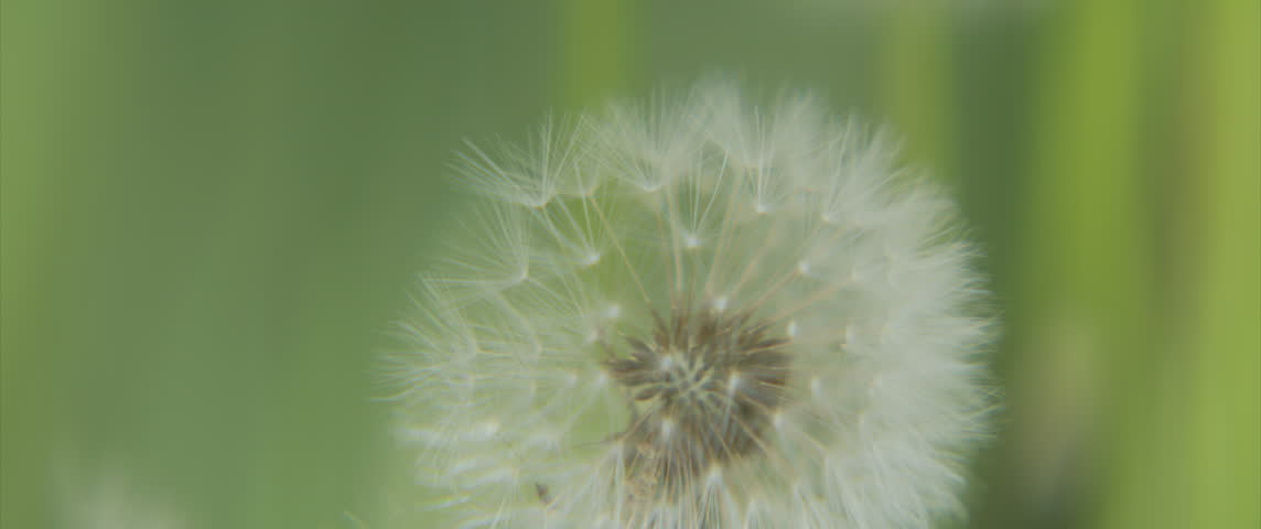 Shallow DOF macro of dandelion seed 4K scope footage