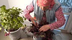 An elderly woman takes care of tradescantia flowers. A grandmother trims leaves with pruning shears and replants houseplants. Grandma home flowers. Floriculture hobby. Green leaves plant. Garden - Powered by Shutterstock - Get 15% off with code: PIKWIZARD15
