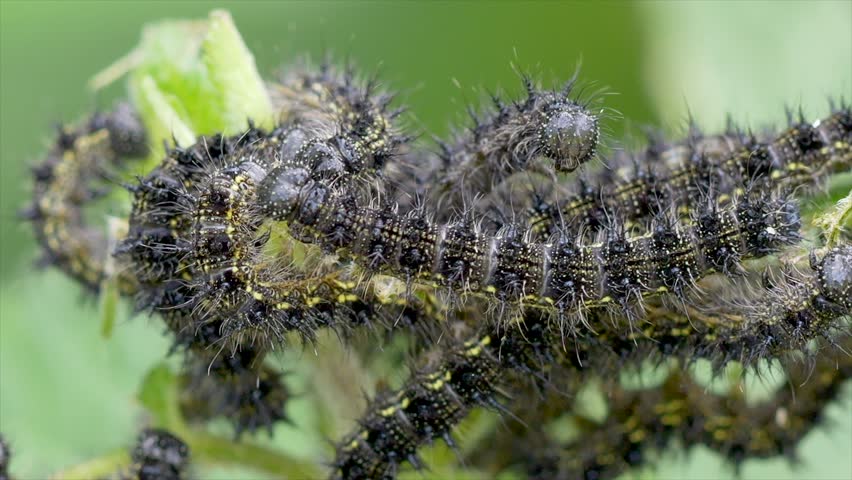 A close-up footage of the Milbert