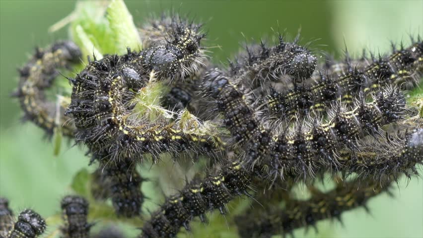 A close-up footage of the Milbert