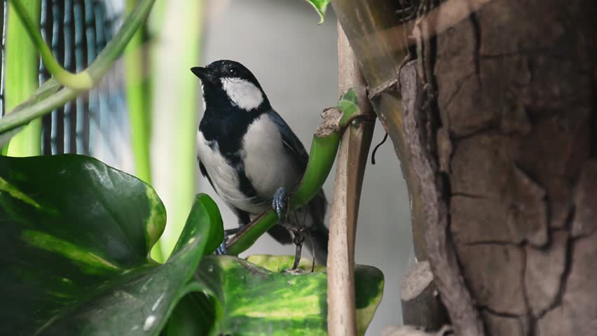 Asian Tit or Parus cinereus beautiful bird in a natural aviary