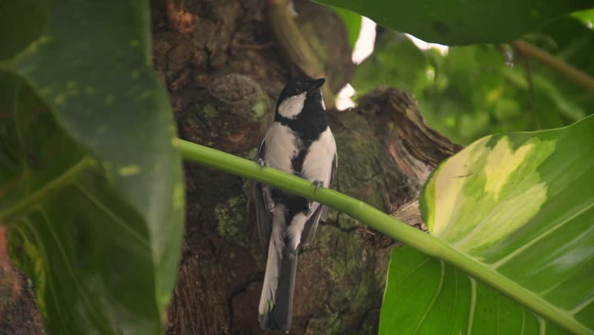 The beautiful little Asian Tit or Parus cinereus perches on a large leaf stalk.