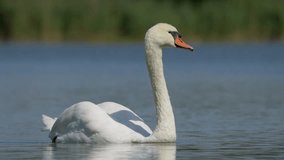 A slowmotion footage of a mute swan gently gliding over a tranquil lake on a clear sunny day, with blurred background - Powered by Shutterstock - Get 15% off with code: PIKWIZARD15