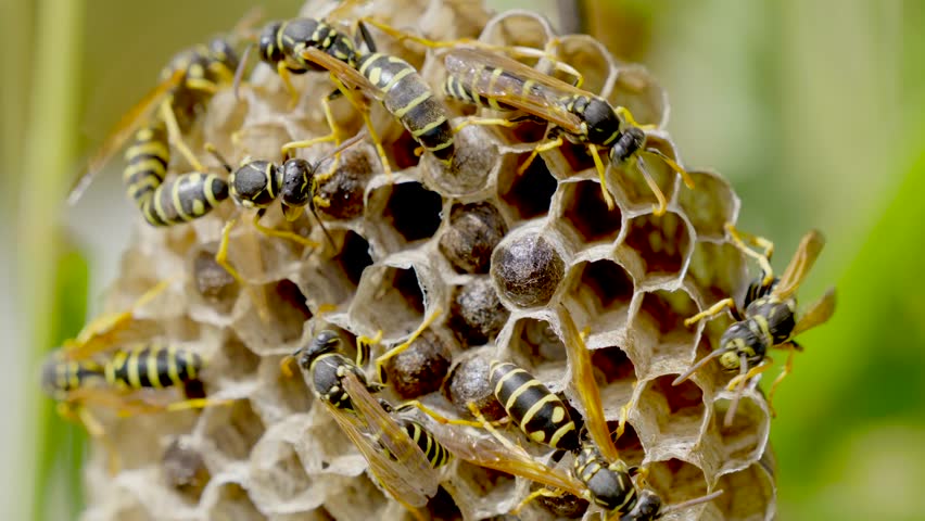A closeup footage of a small swarm of wasps walking on their nest in the field on a sunny day, with blurred background