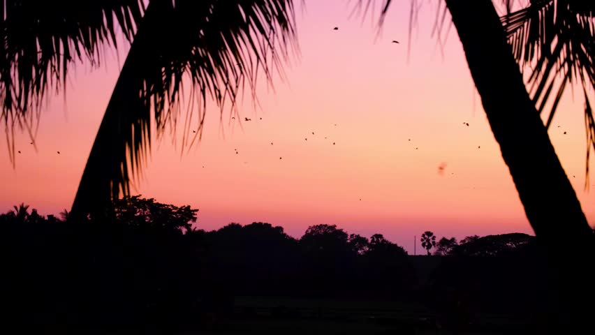 Scenic view of flying foxes bats against pink sky sunset in Polonnaruwa, Sri Lanka