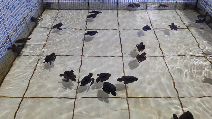 Baby juvenile sea turtle hatchlings swimming in pool at turtle conservation rehabilitation hatchery centre in Bali Indonesia