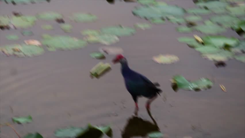 Swamphen wades in calm shallow water among floating lotus leaves, purple bird. Perfect 4K wildlife footage for documentaries, nature reels, or eco-themed content.