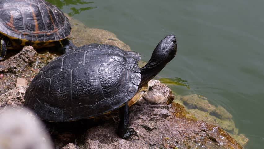 Turtles sunbathing on some rocks
