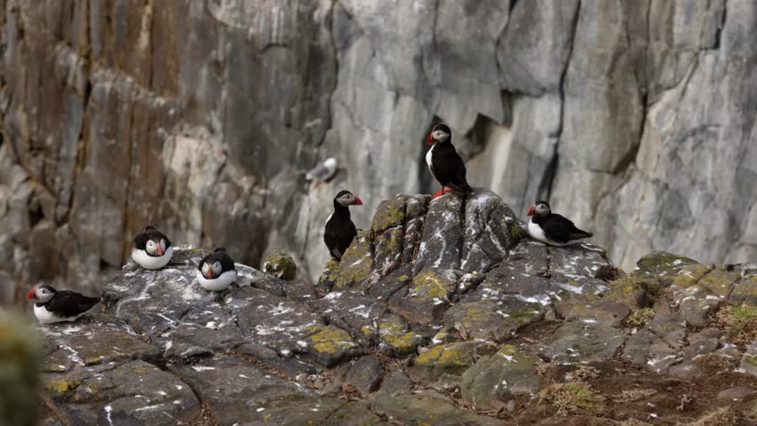 multiple puffins cleaning their feathers whilst perched on a cliff at the Isle of May