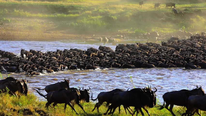 GREAT MIGRATION VDEO AT SERENGETI NATIONAL PARK