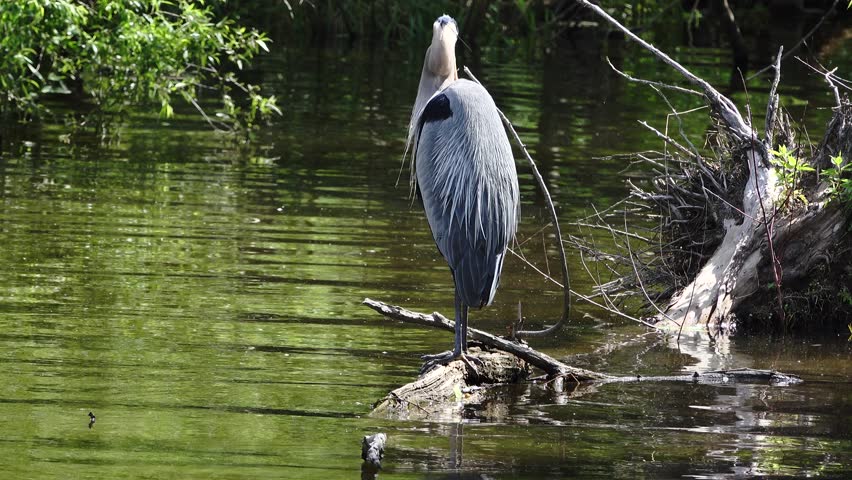 A video of a great blue heron perched on a fallen log  in water while it preens itself