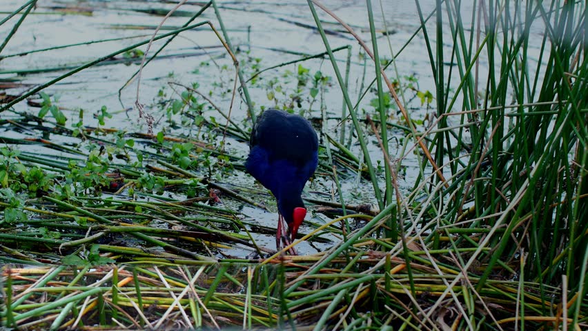 An Australasian swamphen searching for food among reeds in a serene wetland, showcasing its vibrant colors