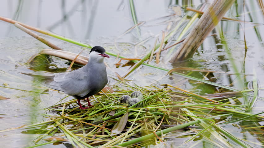 4k, (Sterna hirundo) standing on a nest on a lake during the nesting season.