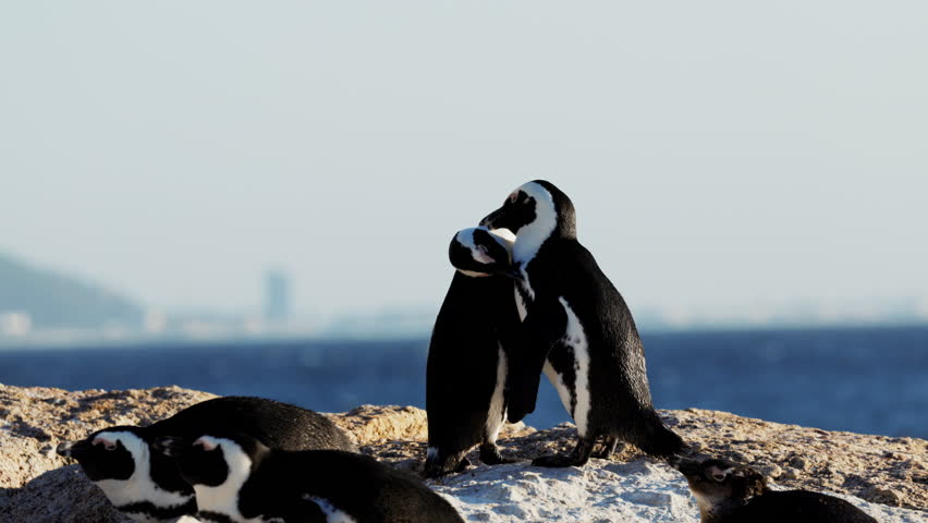 African many penguin closeup group mating on beach in Simon s Town, South Africa, breeding season behavior, natural courtship rituals. Intimate moments of mating, bonding, nesting on coastal dunes