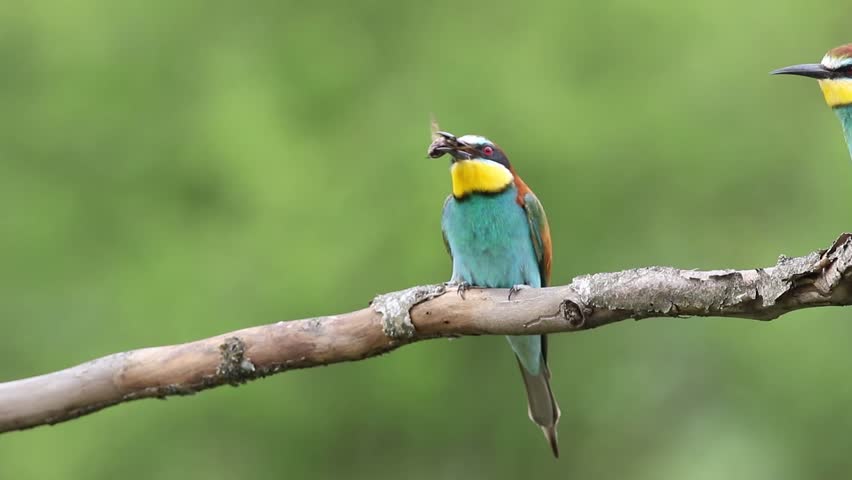 European bee-eater, merops apiaster. A bird catches a beetle, beats it against a branch to stun it and eat it