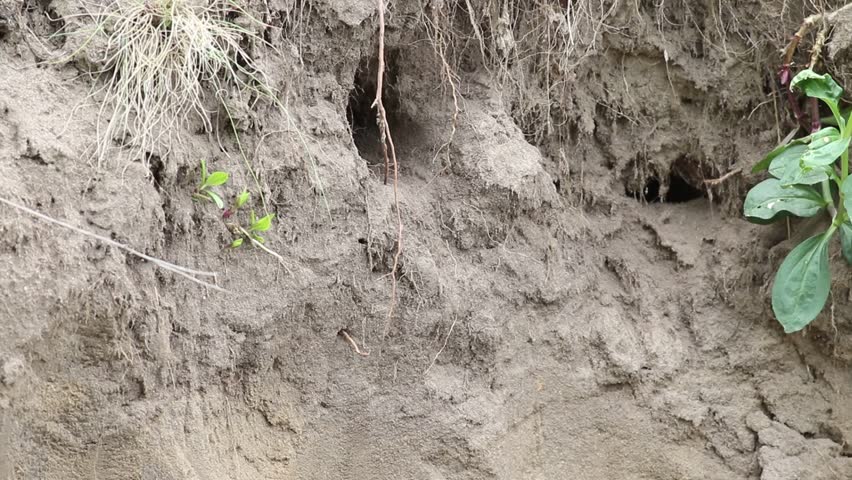 European bee-eater, merops apiaster. A bird digs a hole in the ground to build a nest