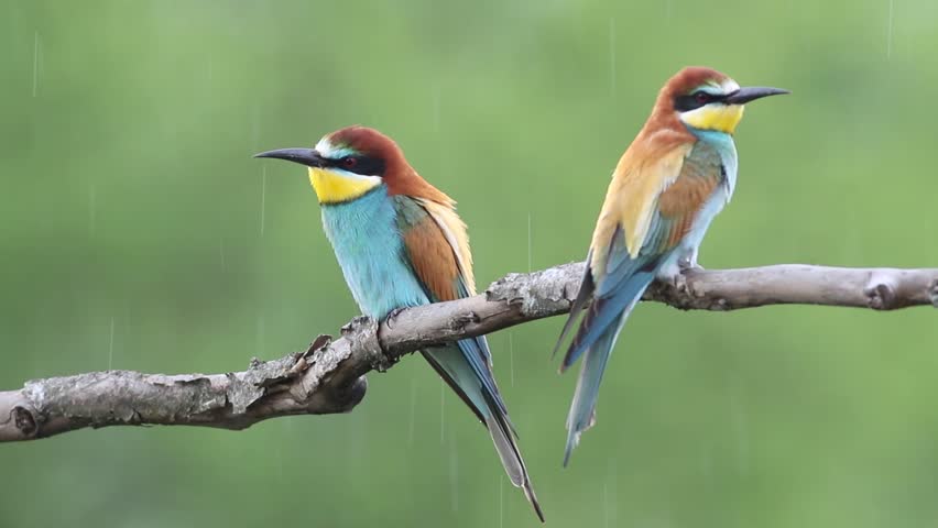 European bee-eater, merops apiaster. Rainy morning, a pair of birds sitting on a branch, the male shaking off raindrops from his feathers