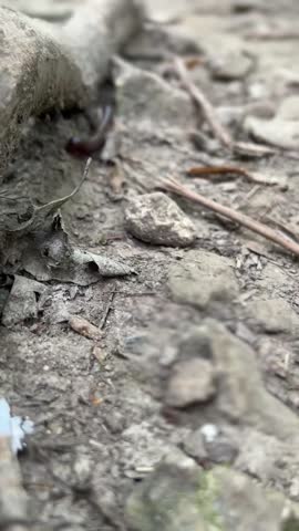 Millipede crawling through a log laying on the ground. 