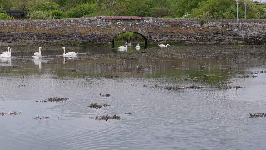 A graceful group of swans glides toward a stone bridge archway in Ring, West Cork—captured in a slow, cinematic drone push-in.