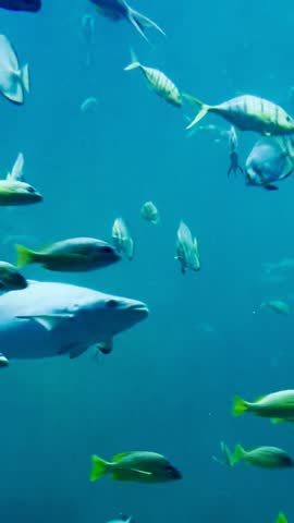 free movement of fishes under ocean