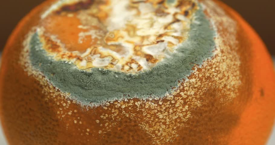 Mandarin starting to rot, close-up