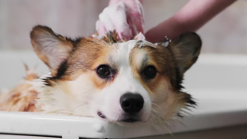 Girl bathes dog, rubs shampoo into hair on head. Welsh Corgi Pembroke white and red color. Concept of care, life of animals, health, show, dog breeds
