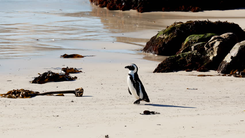 African many penguin colony go swimmimg hunting on beach in Simon s Town, South Africa, breeding season behavior, natural courtship rituals. Intimate moments of mating on coastal dunes, seascape