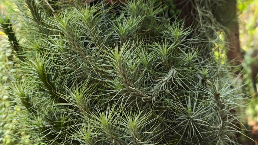 Tillandsia andreana on the tree