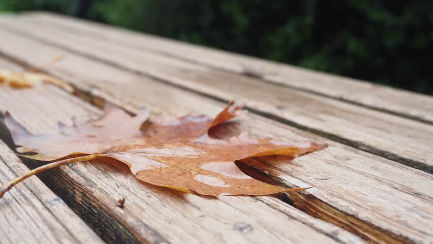 A single autumn leaf resting gracefully on a beautifully textured wooden surface
