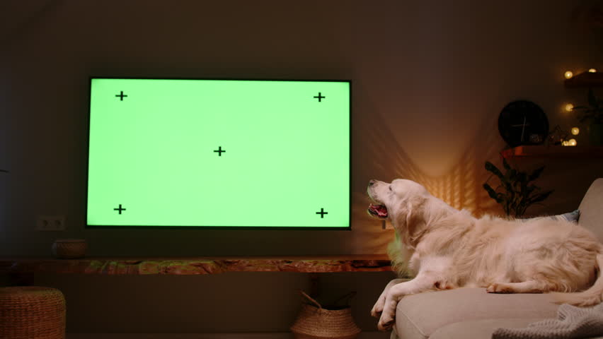 Dog on couch interacting with green screen TV playful scene symbolizing energy joy companionship great for lifestyle content pet services advertising or family based holiday marketing offers