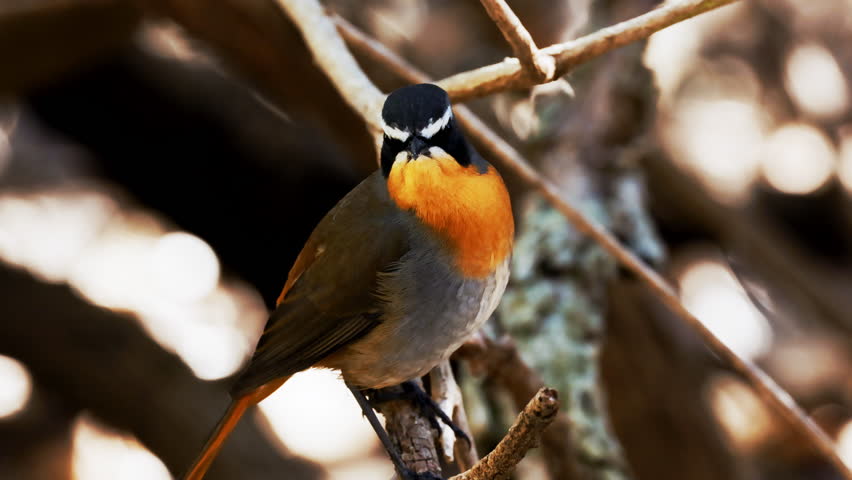 Tropical colorful exotic bird. Wild animal, birds, wildlife concept. bird with lohg yellow legs. Hunting feeding bird standing in water in Maldive island. Tropical island flora fauna. Green lanscape