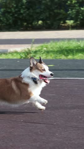 Red and white Welsh Corgi Pembroke runs on a rubber surface in a park, jumps and stops at the end. A walk on a sunny day in a city park. Care concept, animal life
