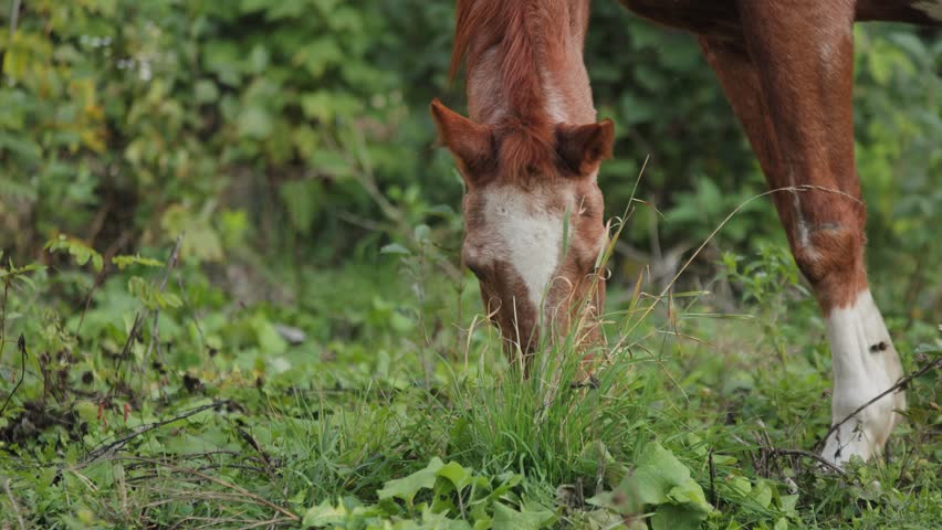 Chestnut horse grazing peacefully on verdant pasture, embodying tranquil harmony of rural landscape during soft summer afternoon
