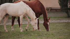 Cream and chestnut horses grazing peacefully side by side in lush grassy paddock, sharing tranquil moment while enjoying natural landscape and each other's companionship - Powered by Shutterstock - Get 15% off with code: PIKWIZARD15