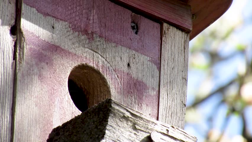 A sparrow guards its nest house.