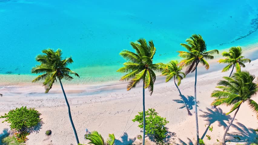 Sandy beach and green palm trees against the blue sea in Similan Islands, Thailand. Summer vacation at sea. View of beautiful tropical beach. Panorama travel summer vacation background concept.