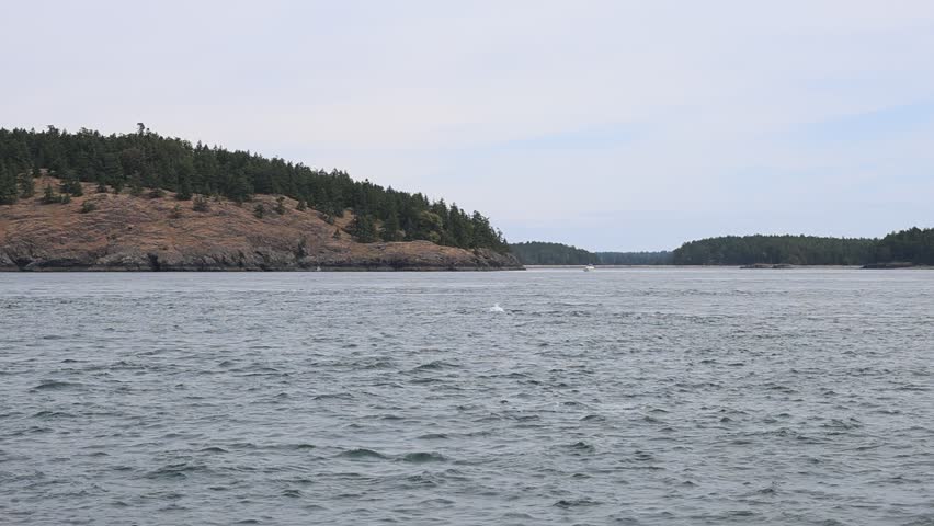 Distant view of a humpback whale surfacing and swimming in the open waters of the Pacific Ocean near Vancouver Island, British Columbia, Canada.