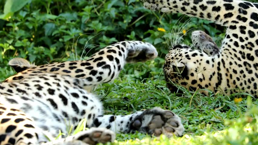 Two playful leopards lying on the ground, interacting affectionately in a natural wild setting.